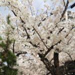 春みーつけた/豊中市 保育園