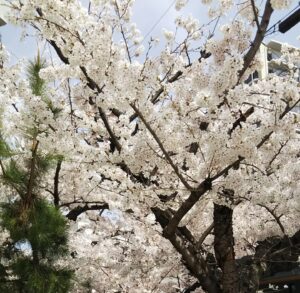 春みーつけた/豊中市　保育園