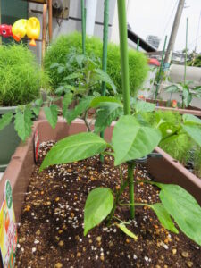 大きくな～れ！