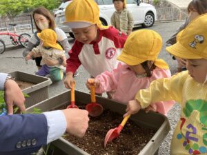 トマトの苗を植えました🍅
